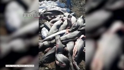 300 martwych rekinów. Ktoś obciął im drogocenne płetwy