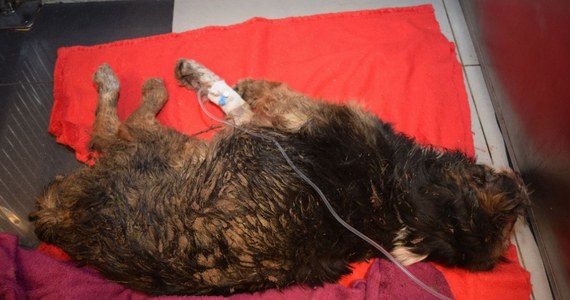 Zielonogórska policja szuka sprawcy, który skatował psa w Przytoku na ul. Lawendowej. Obolałe zwierzę znalazł w krzakach jeden z mieszkańców.
