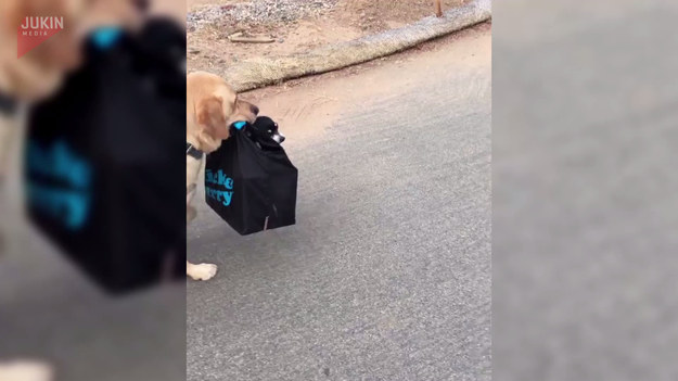 Charlie postanowił zabrać swojego małego przyjaciela na wycieczkę. Właściciele pomogli wsadzić psa do torby, aby labrador mógł wygodnie go nosić. Teraz czas na wycieczkę!