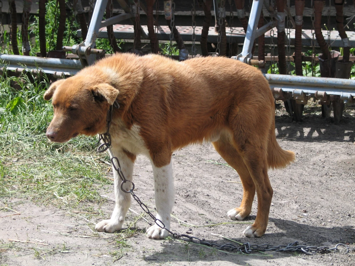 Sejm zaostrzył kary za znęcanie się nad zwierzętami. Za zabijanie, uśmiercanie lub znęcanie się nad zwierzętami grozić będą 3, a nie 2 lata pozbawienia wolności. Za czyny te dokonane ze szczególnym okrucieństwem górna granica kary wyniesie 5, a nie 3 lata.