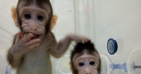 Nie można dopuścić do "samobójstwa nauki" - tak przewodniczący Papieskiej Akademii Życia arcybiskup Vincenzo Paglia skomentował sklonowanie makaków w laboratorium w Chinach. Jak informowaliśmy w środę, dwie dekady po pierwszym udanym przypadku sklonowania zwierzęcia - owieczki Dolly - chińscy naukowcy nauczyli się stosować tę samą metodę transferu jądrowego do klonowania pierwszych naczelnych. W ten sposób w laboratorium Instytutu Neurologii Chińskiej Akademii Nauk w Szanghaju przyszły na świat Zhong Zhong i Hua Hua.