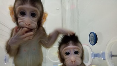 Watykan o sklonowaniu małp: Wywołuje wiele wątpliwości, bo dalszym krokiem jest człowiek