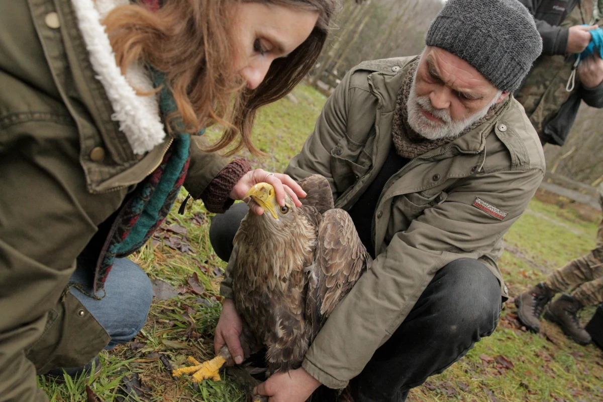 W Ośrodku Rehabilitacji Ptaków Dzikich w Bukwałdzie na Warmii wypuszczono na wolność samicę bielika, którą uratowano z wnyków zastawionych w lesie przez kłusowników. Bielik trafił do Ośrodka na kurację dzięki pomocy wolontariuszy z "Ptasiej straży". Jak poinformowała dr Ewa Rumińska z Fundacji Albatros, prowadzącej Ośrodek Rehabilitacji Ptaków Dzikich w Bukwałdzie, czteroletnia samica bielika o imieniu Nut po zakończeniu kuracji jest w tak dobrej formie, że mogła już wrócić na wolność.