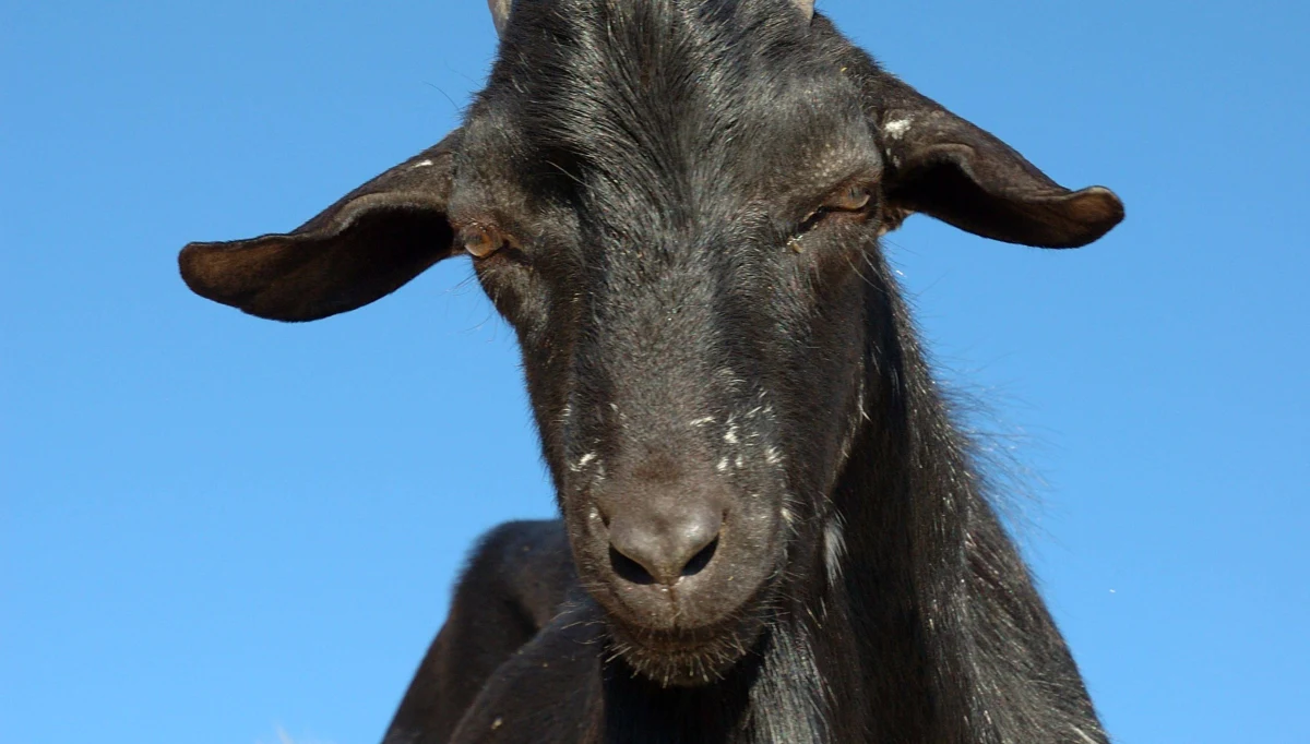 ​Policja w nigeryjskim stanie Rivers wszczęła śledztwo w sprawie pobicia 36-letniego mężczyzny. Tłum rzucił się na niego, gdyż osądzono go, że... zamienił innego człowieka w czarną kozę.