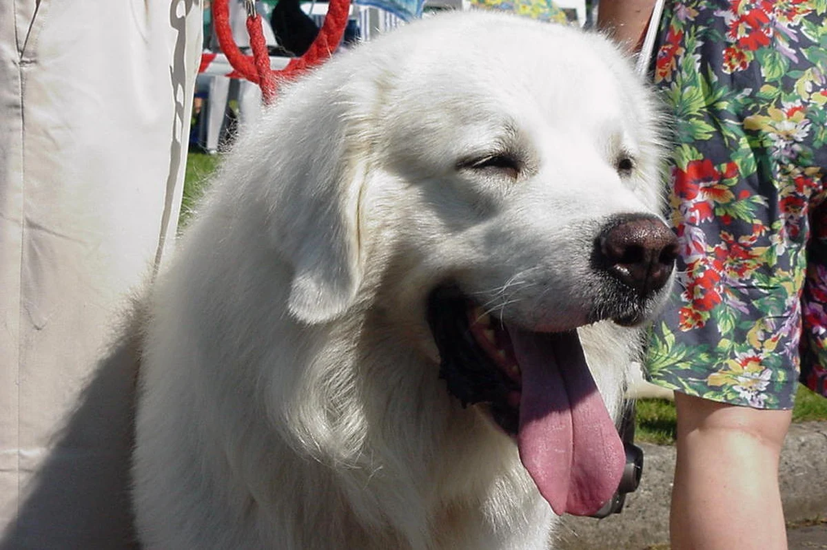 "​Żyli z nim kiedyś ojciec i matka, mieli też kury i pieska - Łatka" - tak zaczyna się krótka, rymowana historia o Janie, co boi się psów. To bajka napisana specjalnie dla dzieci z kynofobią, która ma pomóc przezwyciężyć ich lęk. 