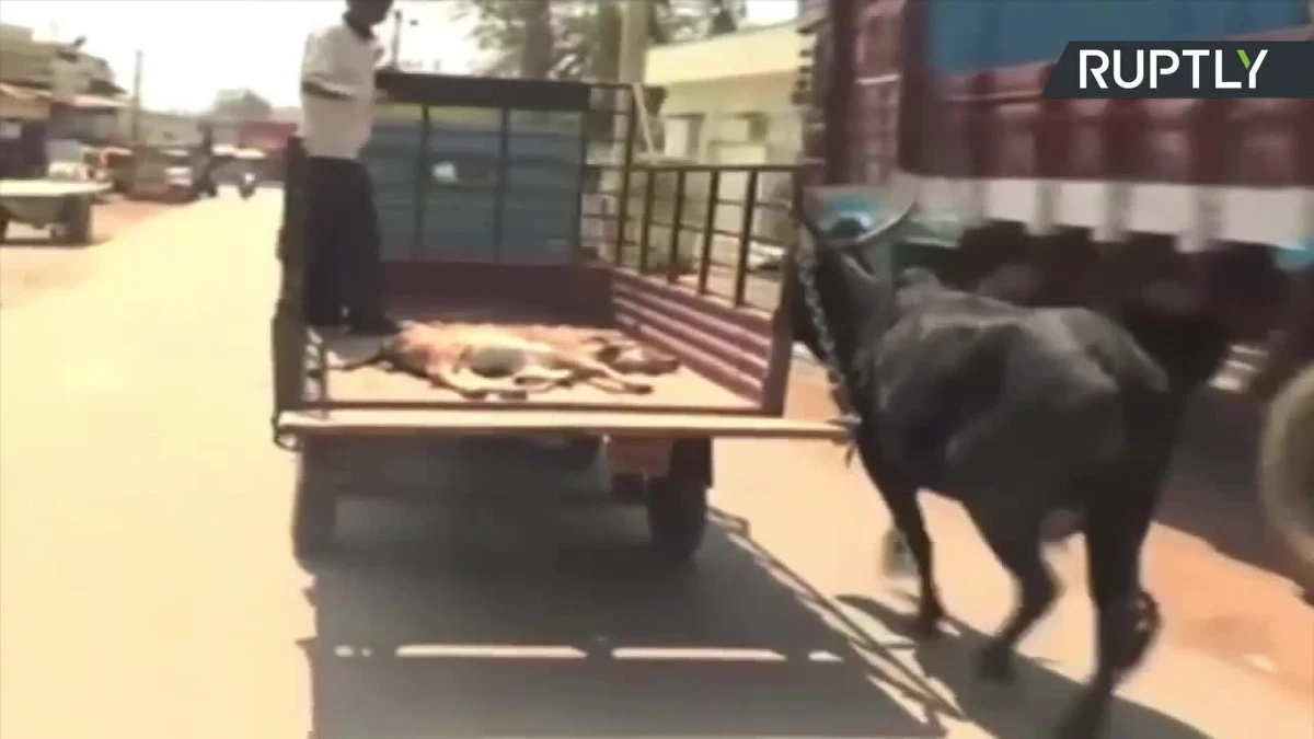 W mieście Haveri na południowym zachodzie Indii opiekuńcza krowia matka odprowadziła ranne młode do szpitala. Zaniepokojona krowia matka biegła przez pół kilometra za furgonem, który przewoził jej cielę do weterynarza. Cielę zostało opatrzone i spędziło na obserwacji w klinice dwa dni. Przez cały ten czas krowa na krok nie ruszyła się sprzed budynku.