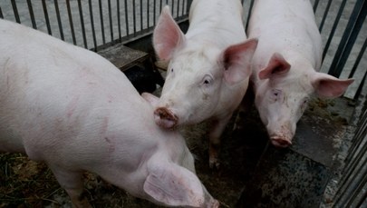 Komisja Europejska odrzuca polski wniosek dot. wieprzowiny