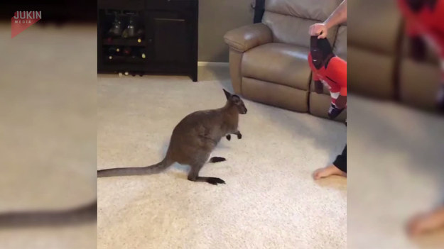 Kiedy kangur o imieniu Charlie zobaczył nową zabawkę zwariował. Nie mógł powstrzymać ekscytacji i skakał chcąc skopać pluszaka. 
