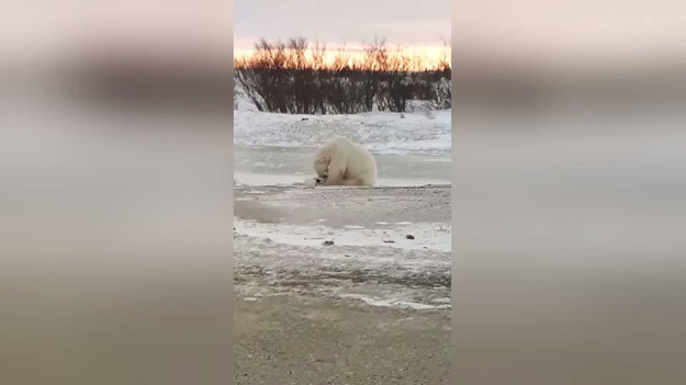 Niesamowity moment został uchwycony na kamerze przez jednego z fotografów. Grupa ludzi przyjechała do Kanady w poszukiwaniu niedźwiedzia polarnego. Nie spodziewali się jednak, że pożądany obiekt, sam do nich przyjdzie i w dodatku będzie się bawił z psem na tyle ich obozowiska. 