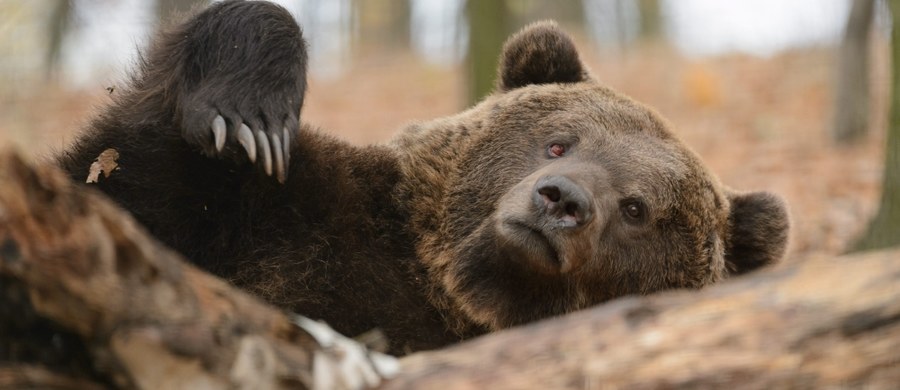 Poważne obrażenia głowy ma 27-latek zaatakowany przez niedźwiedzia w Szczawnem w Bieszczadach. Do zdarzenia doszło wczoraj po południu.