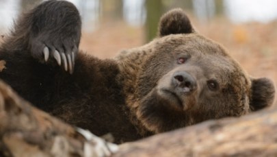 Bieszczady: Niedźwiedzica zaatakowała mężczyznę spacerującego po lesie