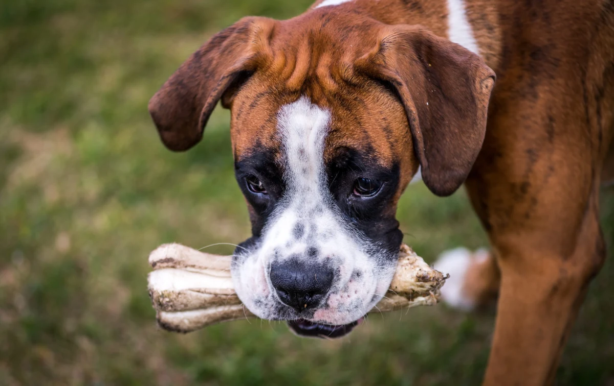 Ludzie neurotyczni są czyściej gryzieni przez psy niż ci bardziej emocjonalnie zrównoważeni. To wynik badan uczonych z Uniwersytetu w Liverpoolu, którzy przeprowadzili je w grupie 700 osób.