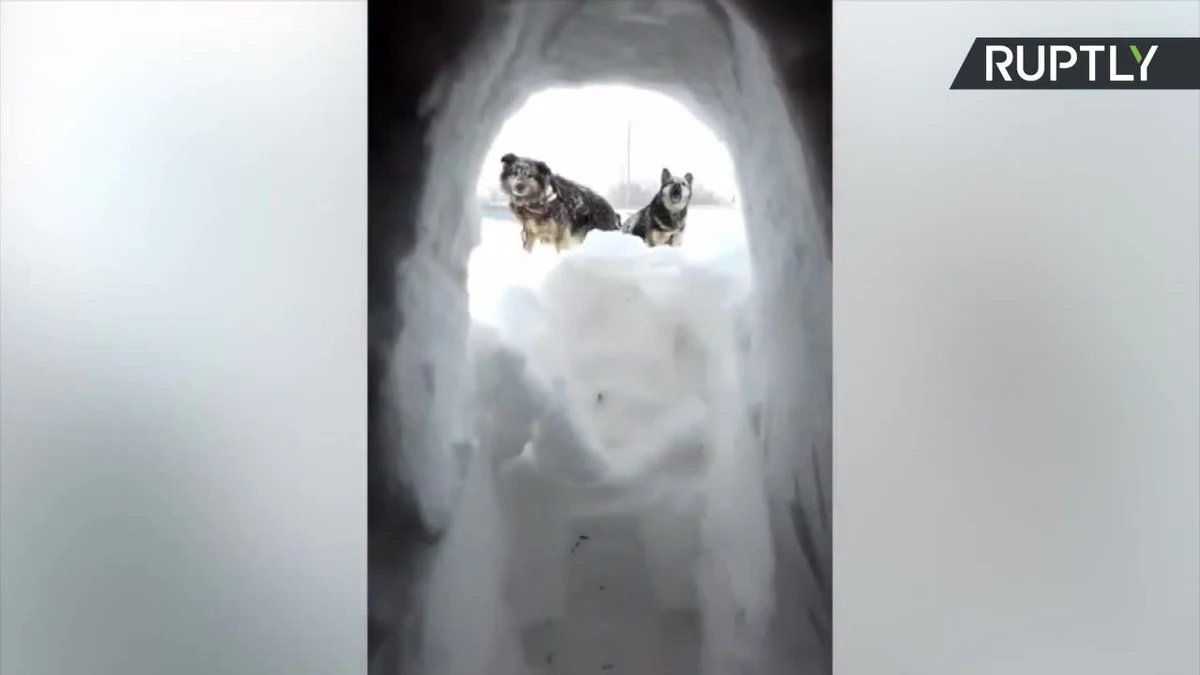 Potężne śnieżyce uderzyły w rosyjską wyspę Sachalin na dalekim wschodzie. Dom jednego z mieszkańców został tak szczelnie okryty białym puchem, że ten - aby się z niego wydostać - musiał kilkoma kopnięciami utorować sobie drogę. Po drugiej stronie czekały już na niego jego wierne psy.
