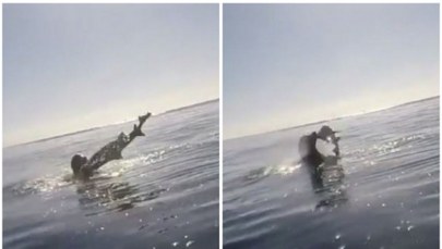 Foka chwyciła rekina w paszczę i uderzała nim o wodę. Niezwykłe nagranie z Kalifornii 