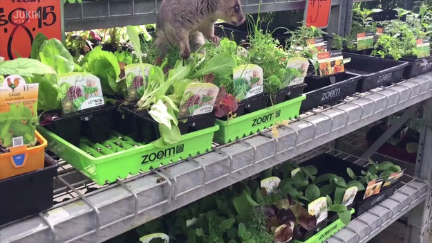 Kliencie jednego z supermarketu byli w szoku. Na półce z zieleniną zobaczyli małego oposa, który postanowił wpaść na obiad. Nic nie robił sobie również z ludzi, który go kamerowali. 