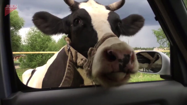 Ojciec z synem przejeżdżali przez pastwisko, gdzie spotkali krowę. Kiedy uchylił tylko okno, ta wsadziła łeb do środka i zaczęła lizać samochód.