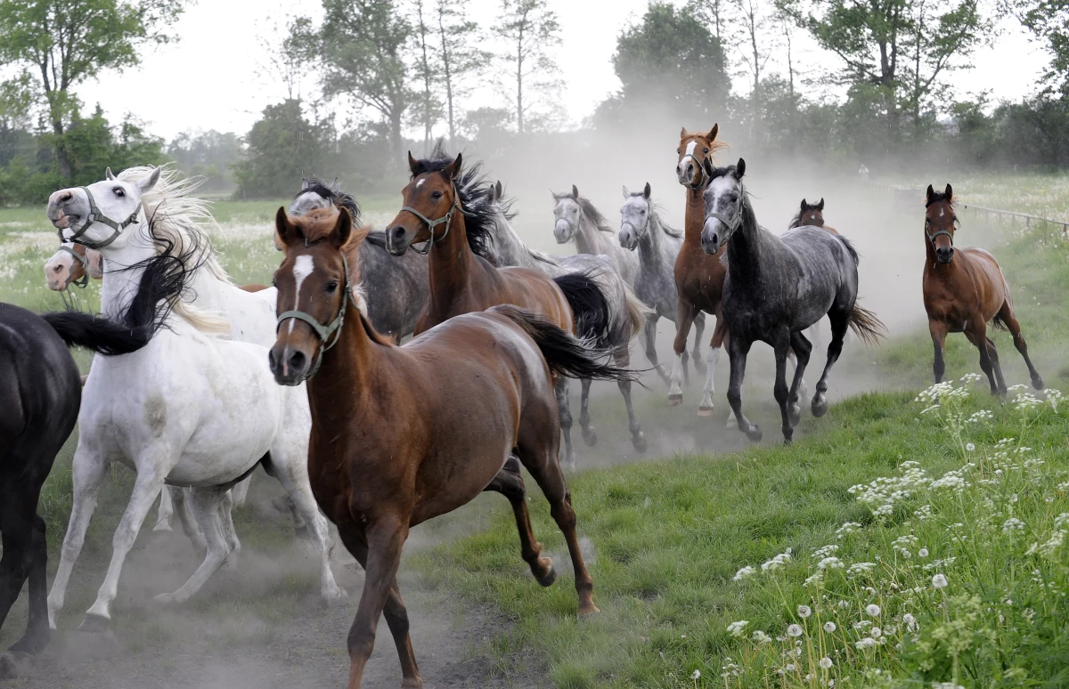 Śledztwo w sprawie rzekomej niegospodarności w stadninie w Janowie Podlaskim za czasów odwołanego wieloletniego prezesa Marka Treli znów zostało przedłużone, tym razem o 3 miesiące. Decyzję podjął zastępca prokuratora krajowego. 