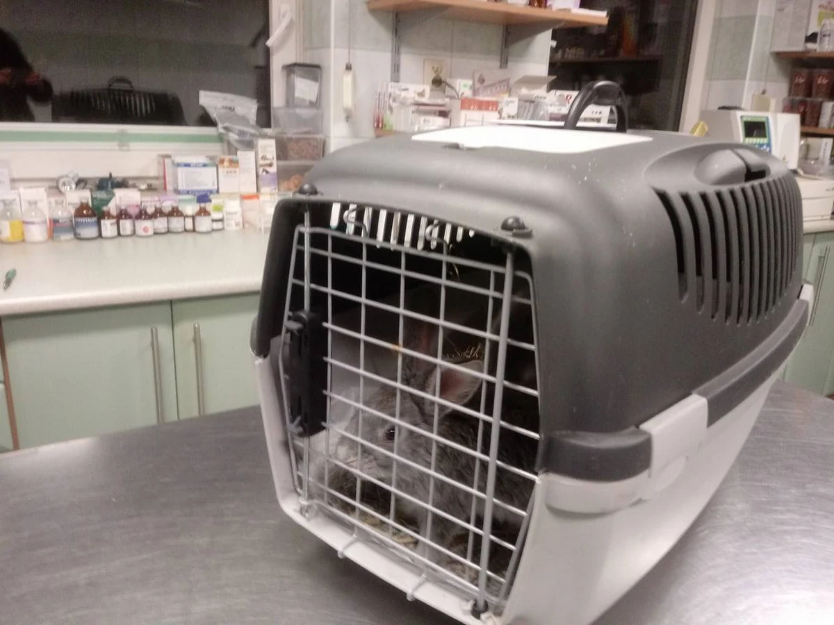 Zarzut znęcania się nad zwierzętami usłyszeli rodzice i dziadkowie dziewczynki, która rzucała o podłogę królikami, podczas gdy oni przyglądali się tej "zabawie". Matka dziecka nakręciła nawet filmik. Teraz opiekunom grozi kara do 2 lat pozbawienia wolności.