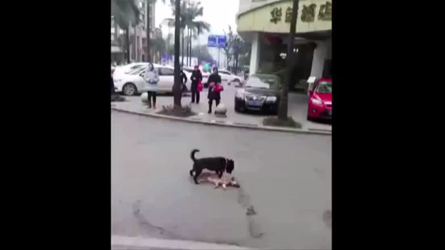 To nagranie dobitnie pokazuje, że psy to bardzo mądre i uczuciowe zwierzęta. Widać na nim, jak jeden z czworonogów próbuje ściągnąć drugiego, potrąconego przez samochód, z ulicy. Wzruszające.