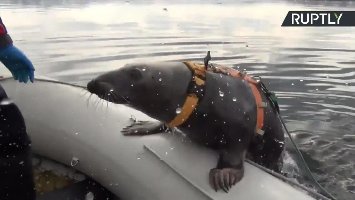 Pomysłowość Rosjan w dziedzinie wojskowości nie ma granic. Morski Instytut Biologiczny w Murmańsku szkoli morskie ssaki na przyszłych żołnierzy lub ratowników. Tym razem gruntowne szkolenie przeszła foka. Dzięki specjalnym treningom zwierzę będzie mogło w przyszłości służyć do poszukiwania ludzi pod wodą, ochrony obiektów czy też pomocy w innych awaryjnych sytuacjach.