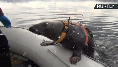 Foki na poligonie. Rosjanie szkolą morskie ssaki na przyszłych żołnierzy