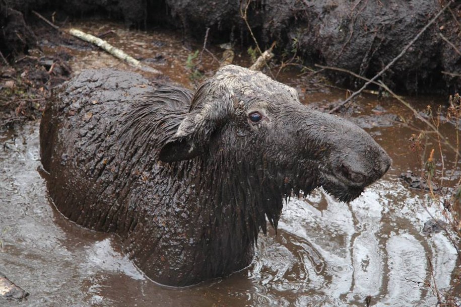 /FOT. EWELINA SZKLAREWSKA/LASY PAŃSTWOWE /
