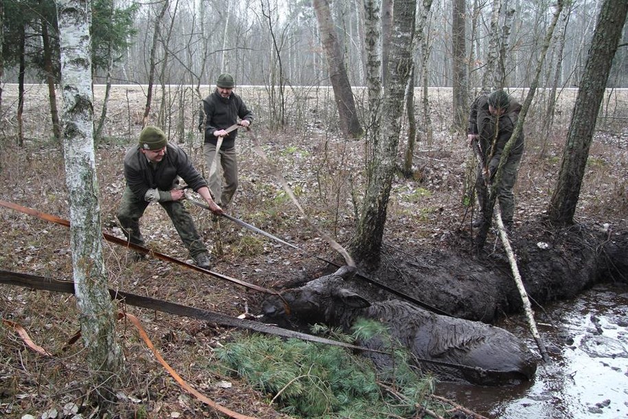 /FOT. EWELINA SZKLAREWSKA/LASY PAŃSTWOWE /