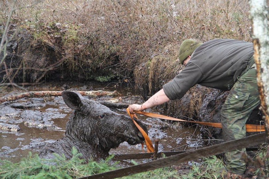 /FOT. EWELINA SZKLAREWSKA/LASY PAŃSTWOWE /