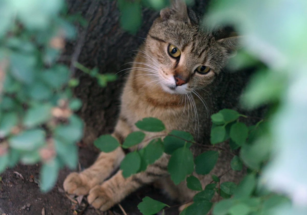 Dziś obchodzimy Światowy Dzień Kota! To święto powstało w 1990 roku we Włoszech, ale dopiero 13 lat temu przyjęło się w Polsce. I z tej okazji przygotowaliśmy dla Was quiz z kotami w roli głównej! Czy uda ci się uzyskać 100 procent? Sprawdź! 
