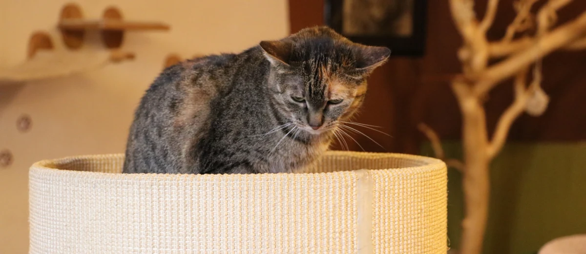 Każdy kot ma swój charakter i każdy jest inny. Jedne wolą przytulanie, głaskanie i leżenie, inne by się ciągle bawiły a jeszcze inne - choć na ogół lubią przebywać z ludźmi - nie lubią, gdy się je głaska. Wszystkie łączy jednak jedno - lubią spać.