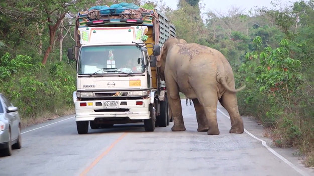 Ogromna bestia pojawiła się na zatłoczonej drodze w Tajlandii. Słoń nabrał ochoty na "małe co nieco". Zatrzymał w sumie... 12 ciężarówek.