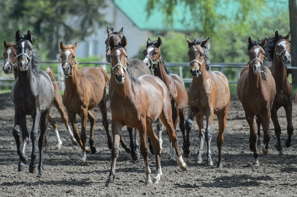 Narodowy Pokaz Koni Arabskich Czystej Krwi – ważna impreza corocznie towarzysząca prestiżowej aukcji Pride of Poland – może zostać przeniesiona z Janowa Podlaskiego do Warszawy. Jak ustalił reporter RMF FM, na razie pomysł obejmuje jednorazowe zorganizowanie pokazu w stolicy w związku z obchodami 100-lecia Niepodległości. 