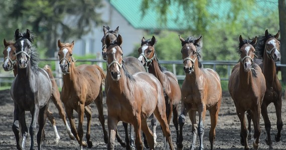 Narodowy Pokaz Koni Arabskich Czystej Krwi – ważna impreza corocznie towarzysząca prestiżowej aukcji Pride of Poland – może zostać przeniesiona z Janowa Podlaskiego do Warszawy. Jak ustalił reporter RMF FM, na razie pomysł obejmuje jednorazowe zorganizowanie pokazu w stolicy w związku z obchodami 100-lecia Niepodległości. 