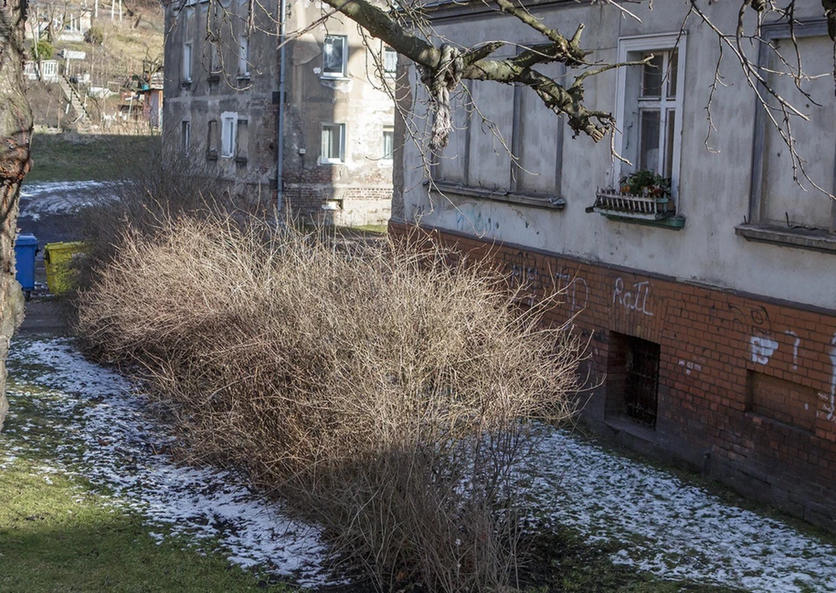 Zarzut zbezczeszczania zwłok ma usłyszeć 28-latka z Wałbrzycha, która wczoraj porzuciła w krzakach swoje dziecko. Z przeprowadzonej sekcji zwłok wynika, że dziecko najprawdopodobniej urodziło się martwe. W określeniu przyczyny zgonu mają pomóc dodatkowe badania histopatologiczne i toksykologiczne.