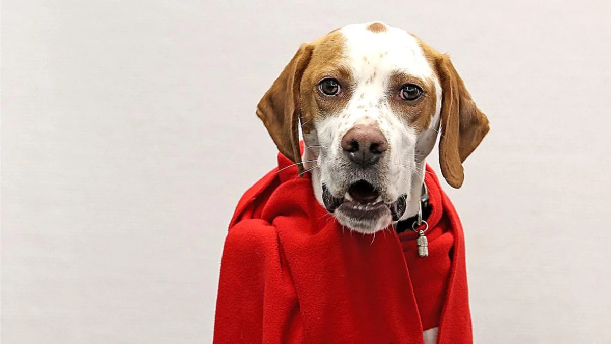 Niemieccy socjaldemokraci musieli zapewniać, że trzyletnia suka Lima nie będzie mogła głosować w partyjnym referendum w sprawie koalicji rządowej z chadecją, chociaż - za sprawą tabloidu "Bild" została członkinią SPD. "Bild" zamieścił zdjęcie Limy, brązowo-białej, z obwisłymi uszami, przepasanej czerwoną szarfą, i opatrzył je tytułem: "Ten pies może głosować w sprawie wielkiej koalicji". 