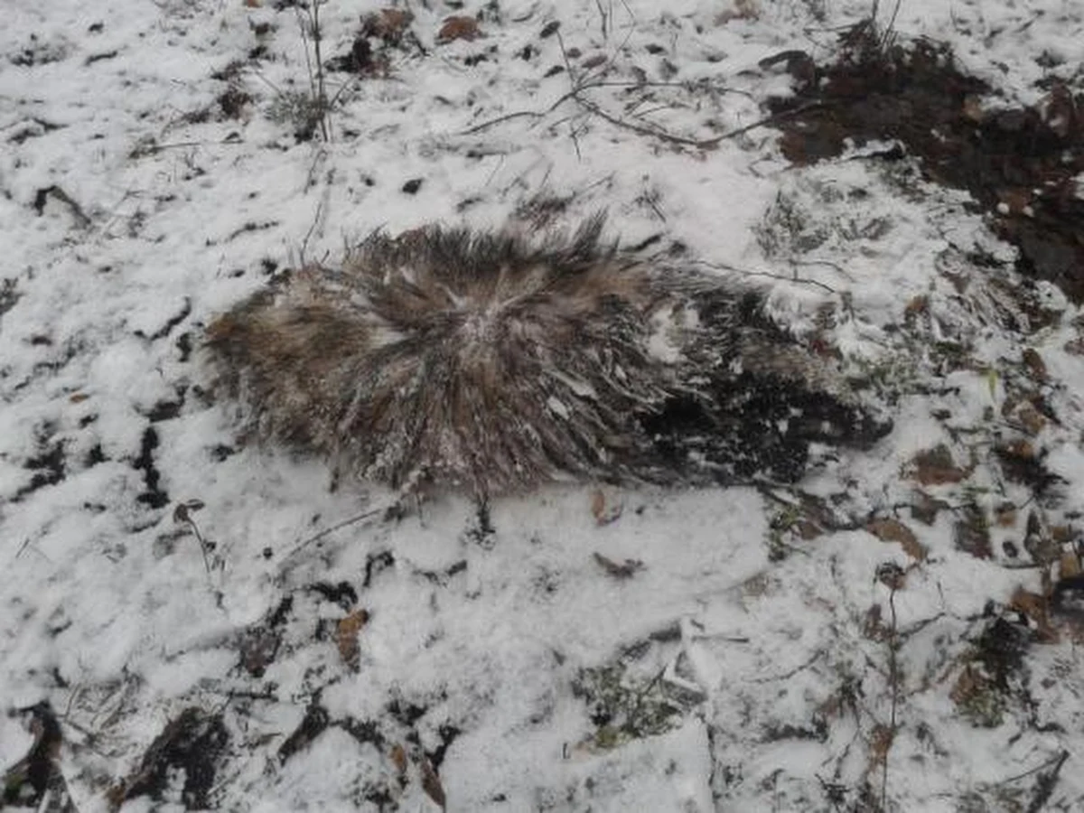Ciepła zima sprawiła, że z zimowego snu wybudziła się już część zwierząt. To m.in. borsuki i jenoty, które zdezorientowane często teraz przekraczają szlaki komunikacyjne. Kierowcy muszą szczególnie uważać i obserwować pobocza.