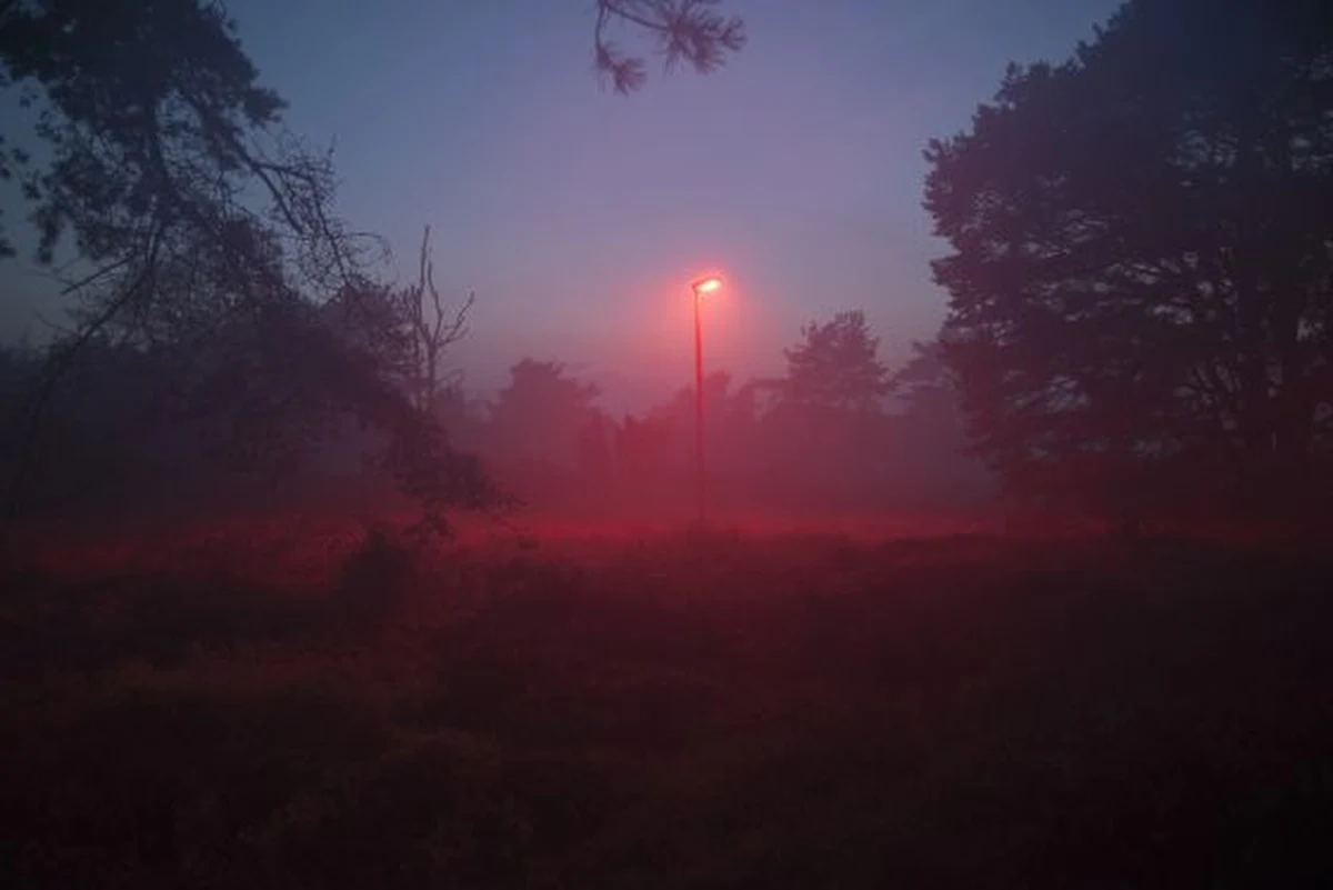 Nowy mieszkalny rejon 65-tysięcznego miasta Barneveld w środkowej Holandii od zeszłego tygodnia ma uliczne latarnie emitujące czerwone światło. Czerwone oświetlenie mniej razi nietoperze, a dzielnica leży na trasach ich przelotu - tłumaczą lokalne władze.