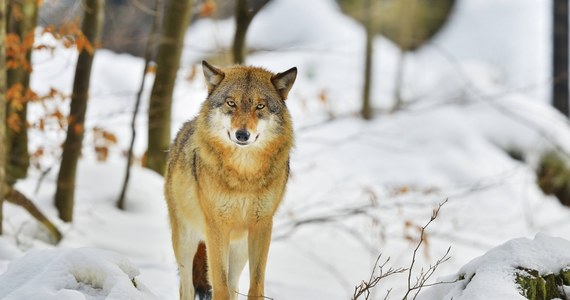 Wilk paraliżuje strachem mieszkańców Sanoka na Podkarpaciu. Drapieżnik nocą spaceruje po mieście. "To prawdopodobnie basior odrzucony przez watahę" – mówi w rozmowie z reporterem RMF MAXXX Edward Marszałek, rzecznik Regionalnej Dyrekcji Lasów Państwowych w Krośnie.