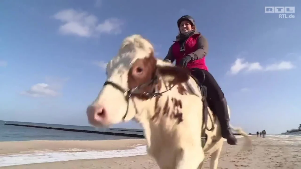 Mambo jest krową mieszkającą w niemieckim Wołogoszczu nad Bałtykiem. Jej ulubionym zajęciem jest kłusowanie po plaży z właścicielką na grzbiecie. Choć Mambo nie jest wysportowana jak koń, to swoje fizyczne braki uzupełnia ogromnym entuzjazmem, jaki wykazuje podczas przebieżek. Razem z właścicielką marzy, aby latem wybrać się w podróż po Europie zwiedzając ojczyste Niemcy i sąsiednie kraje.