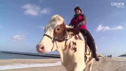 Krowa kłusuje po bałtyckiej plaży. Latem chciałaby zwiedzić Europę