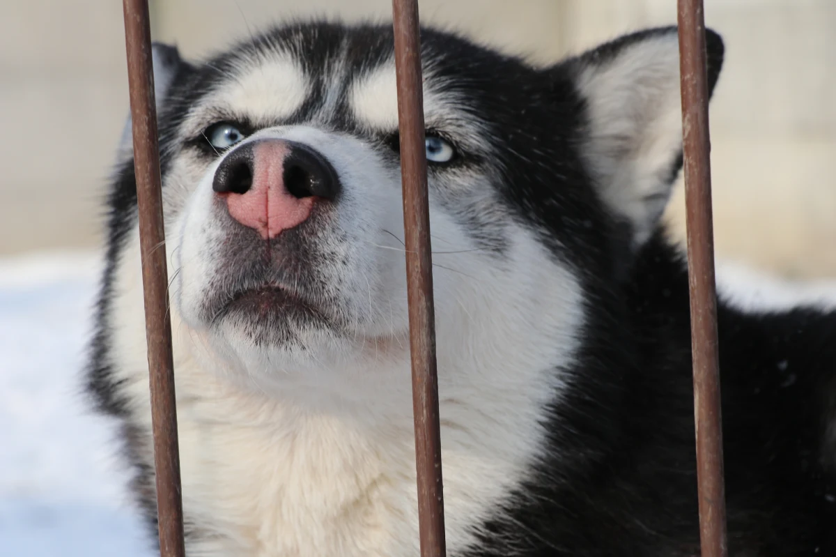Pracownicy schroniska dla bezdomnych zwierząt przy ulicy Rybnej w Krakowie apelują o pomoc. Zachęcają krakowian do przygarnięcia - choć na chwilę - któregoś z czworonogów. Chodzi o to, żeby mroźne noce i dni zwierzaki mogły spędzić w cieplejszych warunkach niż te, które oferuje im placówka. 