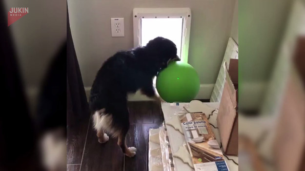 Pies ma nie lada problem. Uparł się, że przeniesie dużą piłkę przez jego małe drzwi. Kłopot w tym, że się w nich nie mieści. Zobaczcie jego próby walki. 