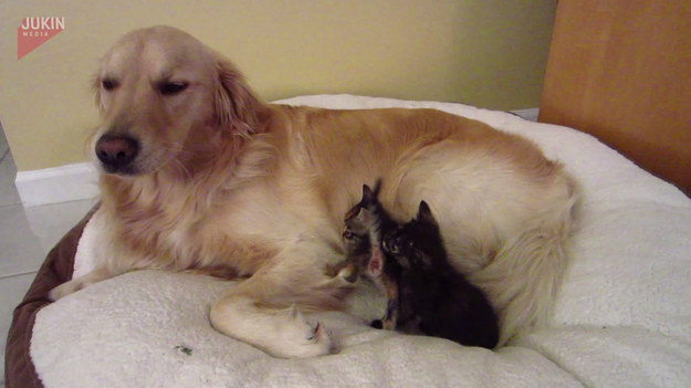 Rodzina przygarnęła dwa młode kotki o imieniu Taylor i Dash. W domu jednak był jeszcze jeden członek rodziny, pies Toko, który w momencie stał się ich przyrodnim ojcem i pomógł im szybko przyzwyczaić się do nowego domu.  
