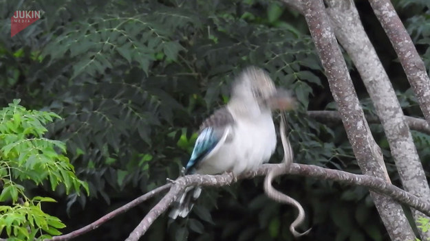 Autorowi nagrania udało się uchwycić rzadki widok. Kukabura łuskowana bo tak nazywa się ten ptak, głodny, siedząc na drzewie, zobaczył "coś" na drodze. Tym czymś był mały pyton, który szybko stał się ofiarą łowcy. 