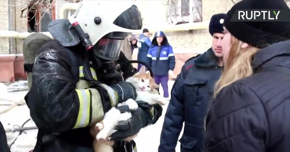 Podczas pożaru w Wołgogradzie w Rosji strażacy znaleźli ledwo oddychającego kota. Ratownicy wynieśli nieprzytomne od dymu zwierzę na zewnątrz i ruszyli do walki o jego życie. Dramatyczna akcja reanimacji przebiegała na oczach zrozpaczonej właścicielki czworonoga. Jeden ze strażaków masował serce kota, a drugi wdmuchiwał do jego pyszczka tlen z butli. Po dłuższej chwili można było usłyszeć oczekiwane „miau” i uratowany kot opuścił miejsce pożaru w objęciach właścicielki.