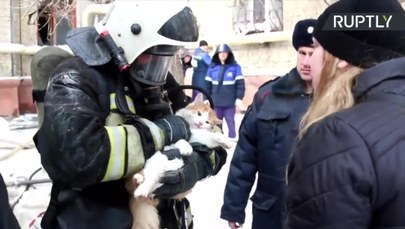 Reanimacja kota po pożarze. Dramatyczna akcja rosyjskich strażaków 
