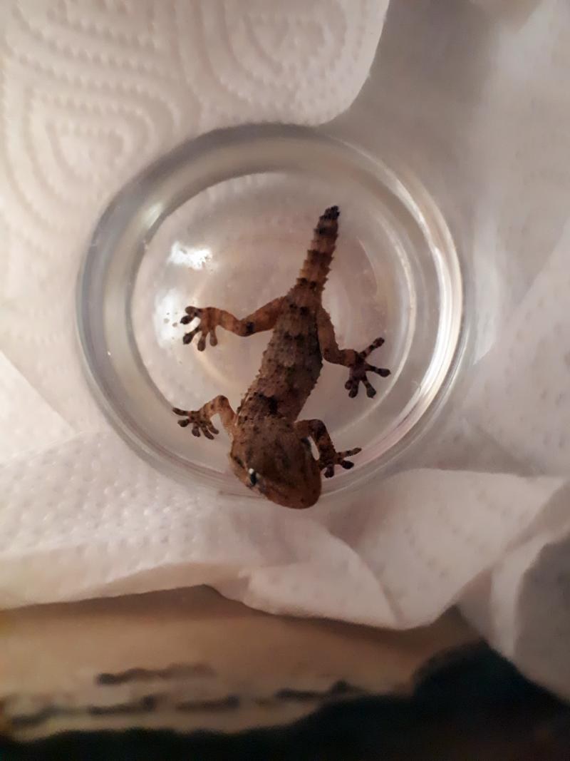 /foto. Straż Miejska w Warszawie /