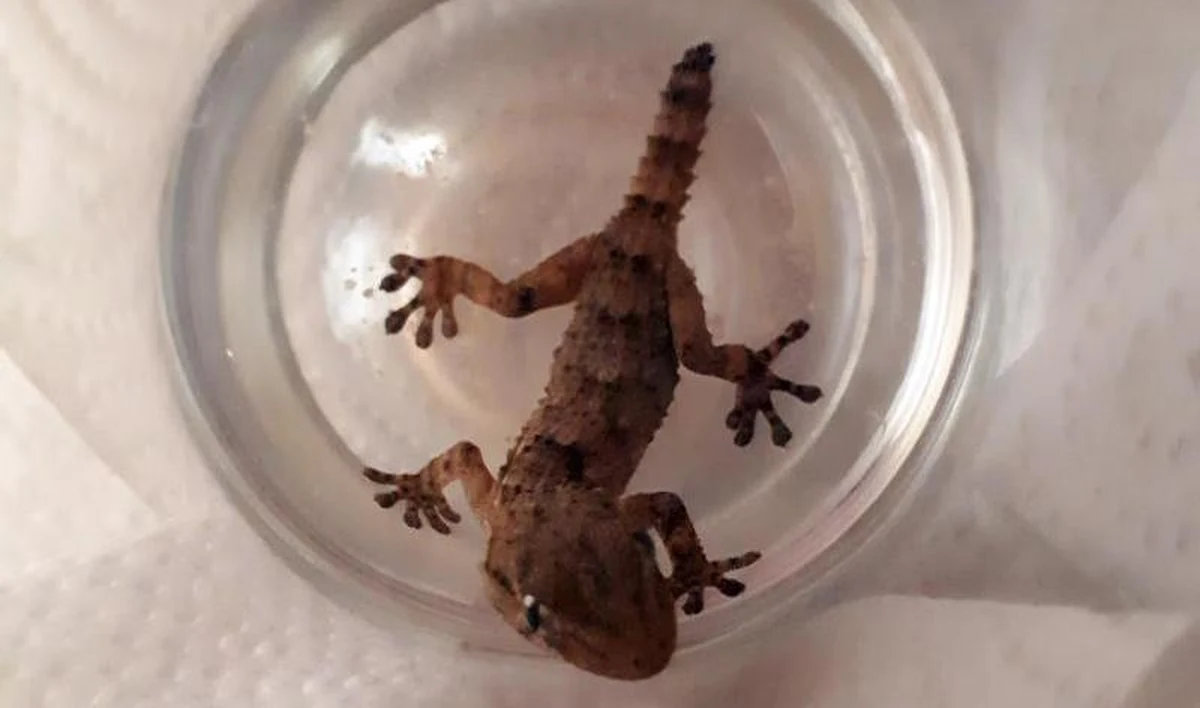 Nietypowego odkrycia dokonali pracownicy jednego ze sklepów w Warszawie. W kartonie z grejpfrutami zauważyli wyziębioną małą jaszczurkę. Jak się okazało, był to gekon murowy.