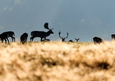 Sejm znowelizował Prawo łowieckie. Posłowie za zakazem udziału dzieci w polowaniach