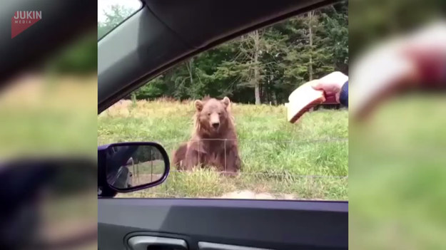 Turyści byli podekscytowani spotkaniem niedźwiedzia. Siedząc bezpiecznie w samochodzie, wpadli na pomysł, aby rzucić mu coś do jedzenia. Wzięli kromkę chleba i rzucili mu. Co na to niedźwiedź? Oglądajcie do końca!